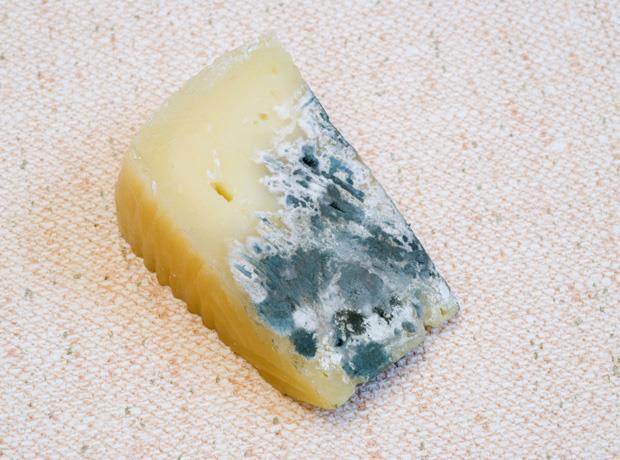 37295_mouldy-cheese.jpg