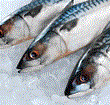 Mackerel on ice