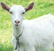 Delamere in Asia push for TopLife pets' milk