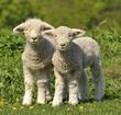 lamb