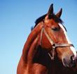 Horse meat