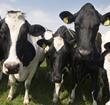 Milk Link and Arla to form UK’s biggest dairy