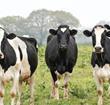 Dairy cows