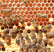 Honey bees
