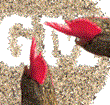 Is poultry feed decision the tipping point for GM?