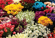 Finlay Flowers profit hit by difficult 2010