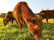 red suckler cows grazing