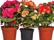 Pot plants