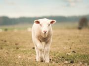 Lamb