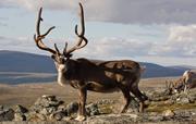reindeer