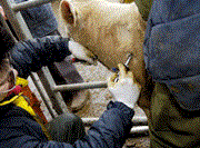 TB reactor meat: where supermarkets and retailers stand
