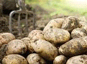 'Allotment amateurs' are making potato blight worse