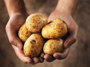 Potatoes