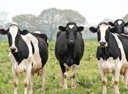 Dairy cows