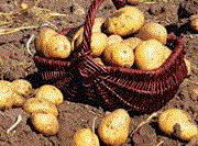 Cornish spuds hit Tesco and Asda