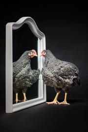 A cockerel posing for the Nice Pecks calendar