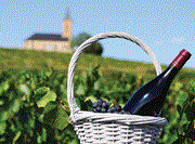 Wine in vineyard