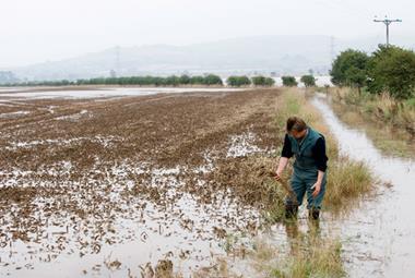 Waterlogged wheat field