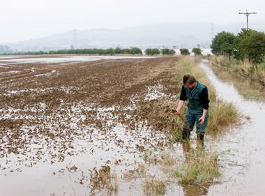 Waterlogged wheat field