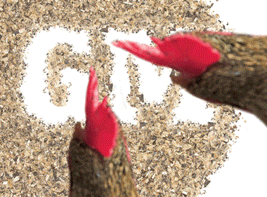 Is poultry feed decision the tipping point for GM?