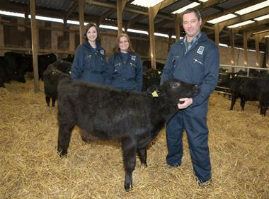 Aldi steps into farming with Aberdeen Angus scheme