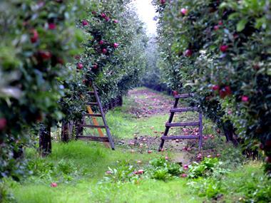 Apple growers hit back at 'bad apples' reports