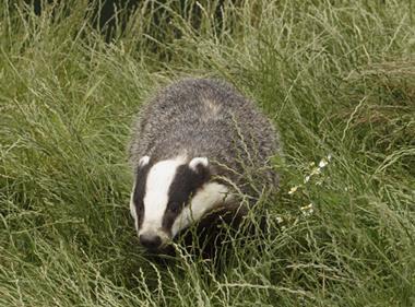 Defra confirms extension of controversial badger cull