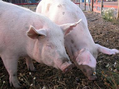 Pork MRSA connection played down despite test results