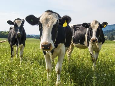 Dairy farmers missing out on cash as market recovers