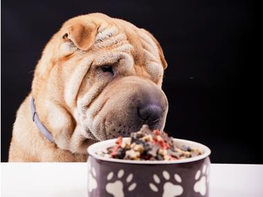 C&D Foods buys French petfood producer Continentale Nutrition