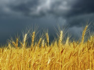 Bakers dismiss call to axe wheat treated with glyphosate