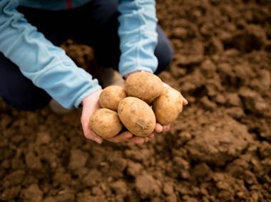 Tesco to pay above cost of production to new potato group
