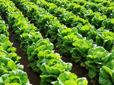 Brexit impact is set to drive up salad price