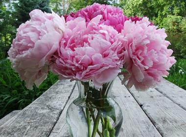 Co-op reports booming sales of British flowers headed by peonies