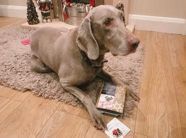 Sainsbury's and Tesco add more Christmas treats for pets