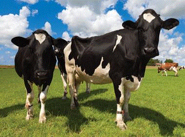 Tighter milk supply continues in autumn as Arla hikes price