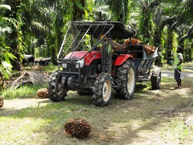 Palm oil: British companies 'leading' on sustainable use