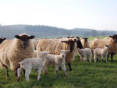 Janan Meat targets continued rapid growth despite sales fall