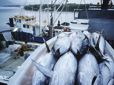 Illegal treatment of tuna with nitrites persists says EU