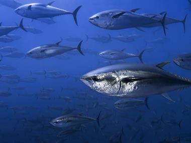 Indian Ocean tuna stocks protected by new sustainability deal
