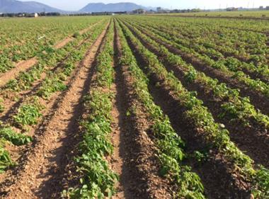 Majorcan new potatoes ‘not affected’ by Spanish rains