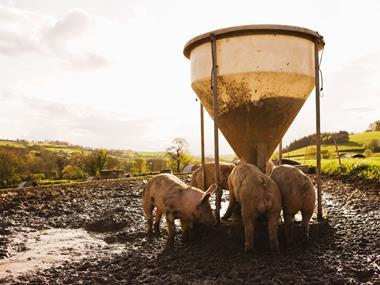 Waitrose brings in responsibly sourced non-GM soya animal feed