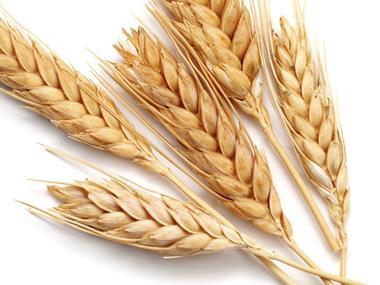 Concerns over lower production drives feed wheat prices