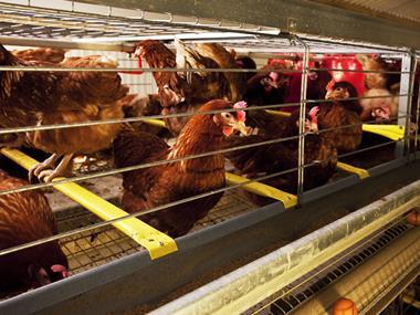 Farmfoods faces protests as Lidl extends caged egg pledge