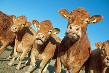 Food companies urged to switch from meat to plant-based proteins