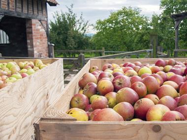 Gala and Braeburn set to aid continued apple yield boom