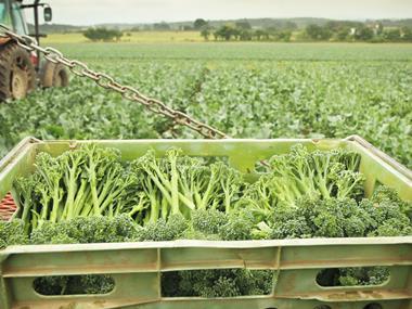 Tenderstem broccoli crop 'set to be good' despite cold spring