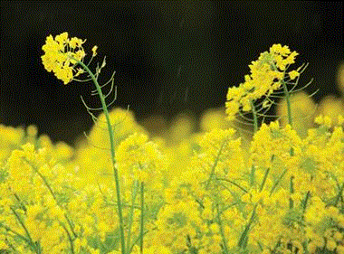 Glyphosate licence in limbo after inconclusive EU meeting