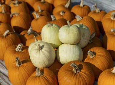 Waitrose launches pale pumpkins for Halloween