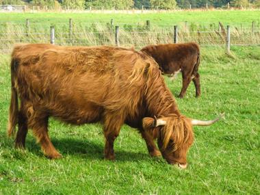 Calls for beef code to end 'unfair' processor charges